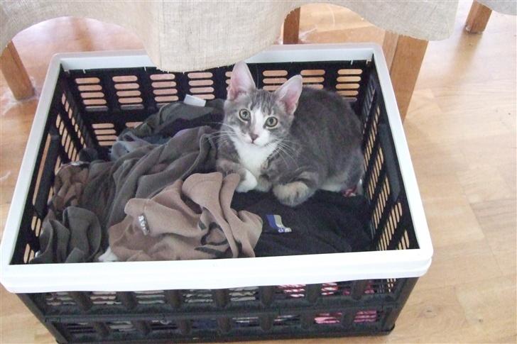 Huskat Cirkeline *bortgivet* - Jeg putter godt i vasketøjet billede 5