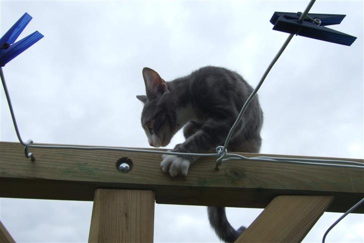 Huskat Cirkeline *bortgivet* - Højt oppe i vasketøjsstativet billede 6