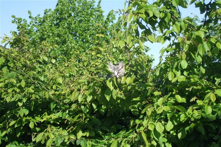 Huskat Cirkeline *bortgivet* - Hvis I kan se mig, kan pipperne nok heller ikke billede 7