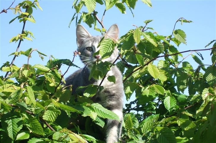 Huskat Cirkeline *bortgivet* - Kuk kuk billede 8