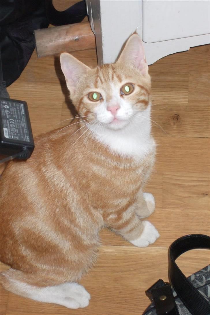 Huskat Piw - Er jeg ikke kær? billede 1