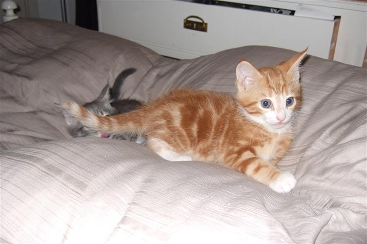 Huskat Piw - En krudtugle billede 3