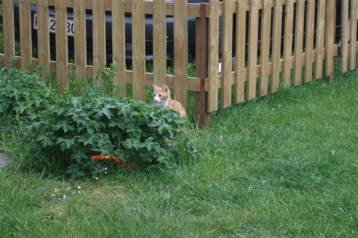 Huskat Piw - Kan I få øje på mig? billede 4