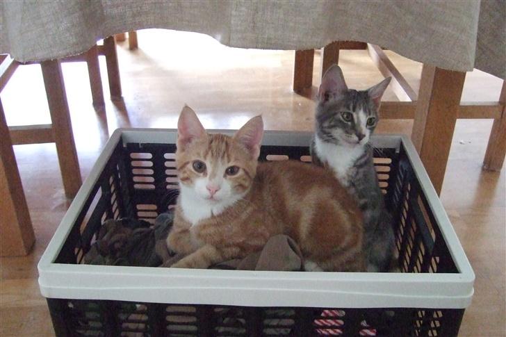 Huskat Piw - Jeg vil også med på billedet... billede 5