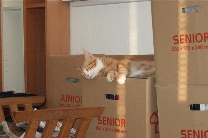 Huskat Piw - Piws yndlingsstilling - vandret billede 6