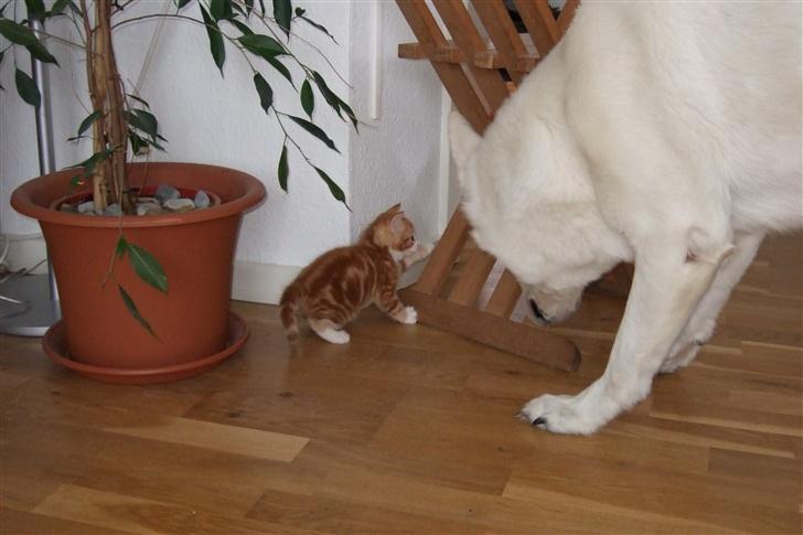 Huskat Piw - Jeg leger med den store hund billede 7