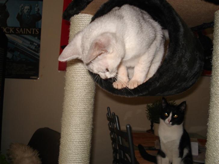 Burmilla Adela - Adela leger med det nye kradsetræ..Kitty kigger på. billede 2