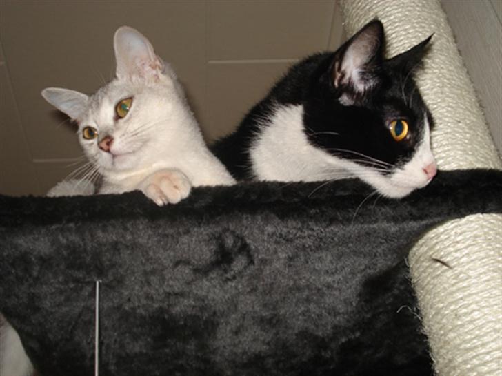 Burmilla Adela - Tittebøh :) billede 4