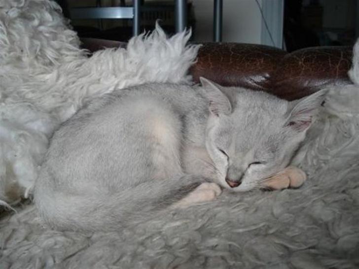 Burmilla Adela billede 5