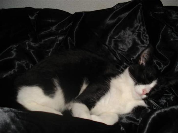 Huskat Miss Kitty - Kitty posere for kameraet :) billede 1