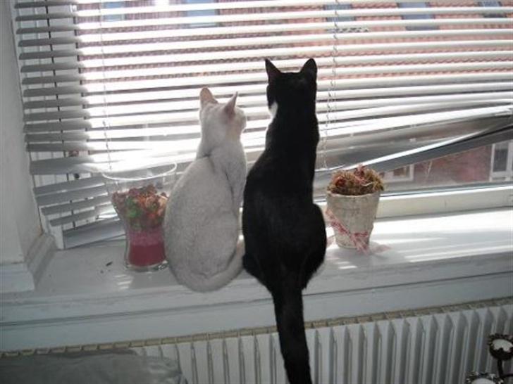 Huskat Miss Kitty - To missere på en strand..eller i en vindueskarm :) billede 2