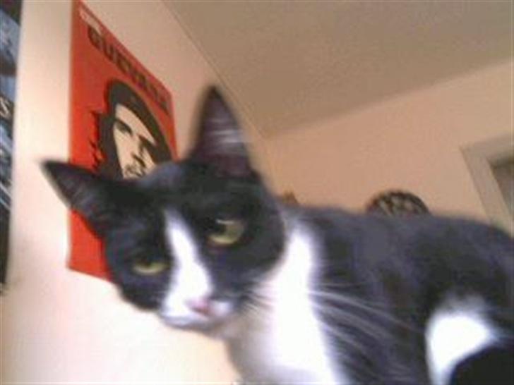 Huskat Miss Kitty - Halooo..Er der nogen?  billede 3