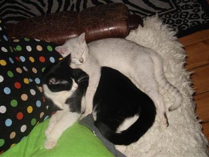 Huskat Miss Kitty - Så skal der puttes..og hvem er bedre end Adela til at agere "holder" ? billede 4