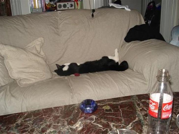Huskat Miss Kitty - Årh..Så skal man da liiige ha sofaen for sig selv :) billede 5