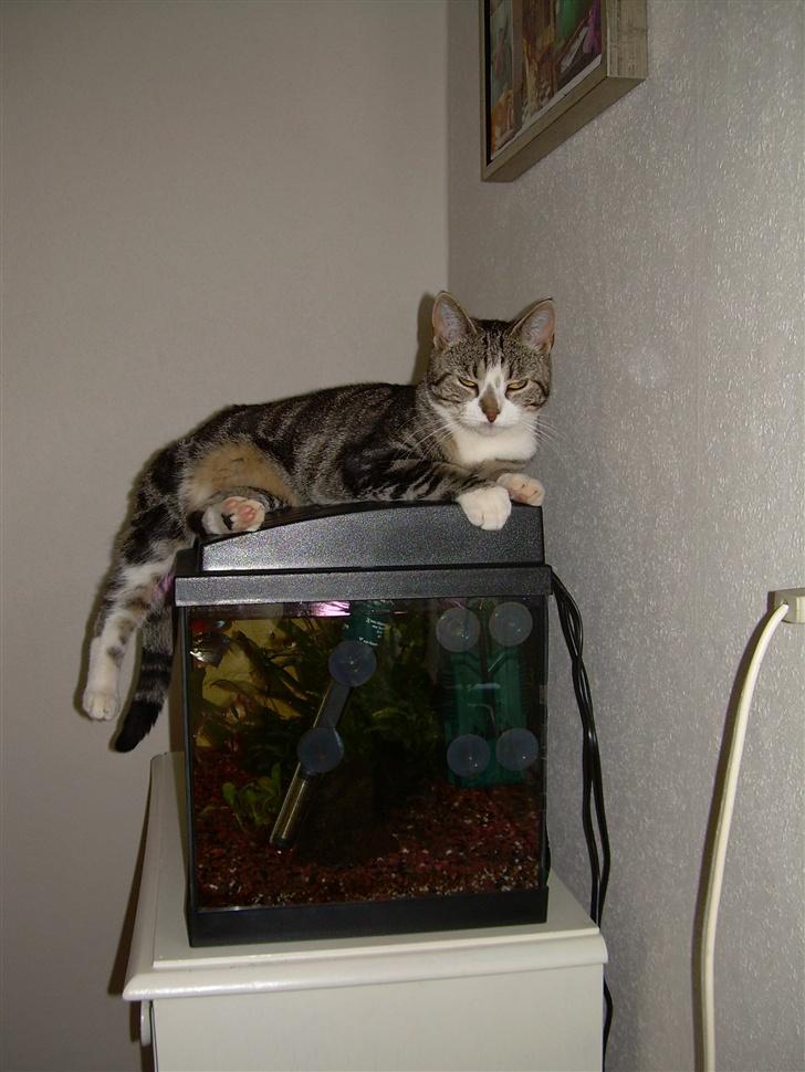 Huskat Gaby - Velkommen til min profil :) billede 1