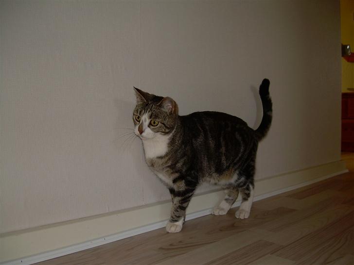 Huskat Gaby - Hiih... Er jeg ik bare sød...?? :D billede 2