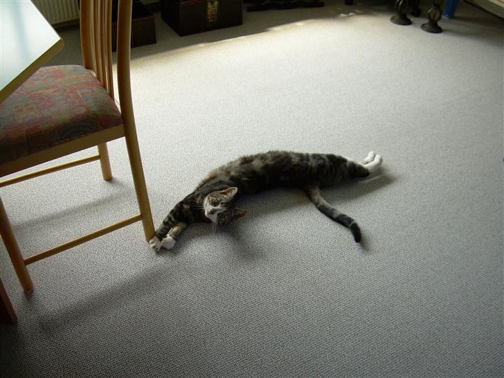 Huskat Gaby - Sååååh laaaang... :D billede 3