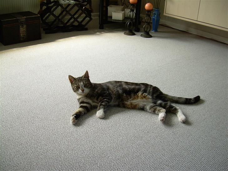 Huskat Gaby - Jeg blev lidt træt da de tog billeder.. :D  billede 4