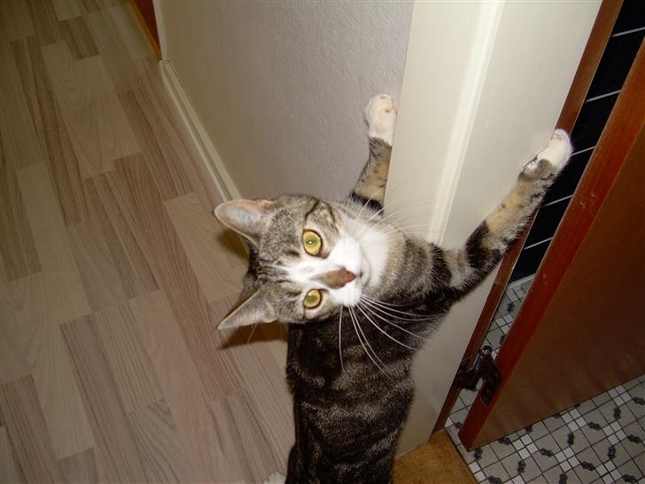 Huskat Gaby - Raaaaaauw.... Jeg er sååååh farlig!!!! billede 5