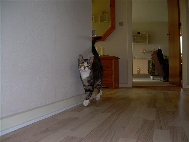 Huskat Gaby - :D billede 6