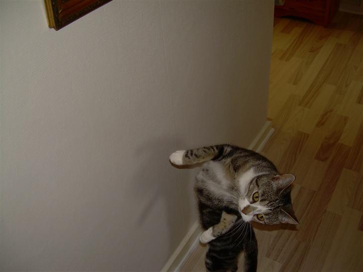 Huskat Gaby - Fik den næsten.. :D billede 7