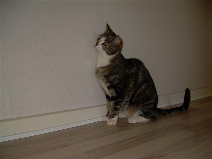 Huskat Gaby - :) Det er da spændende..  billede 8