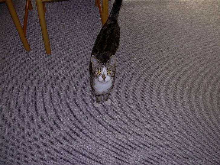 Huskat Gaby - Heeh... Miiig... :D billede 9