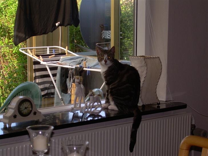 Huskat Gaby - Hihi.. Det her må jeg ik.. :D billede 10