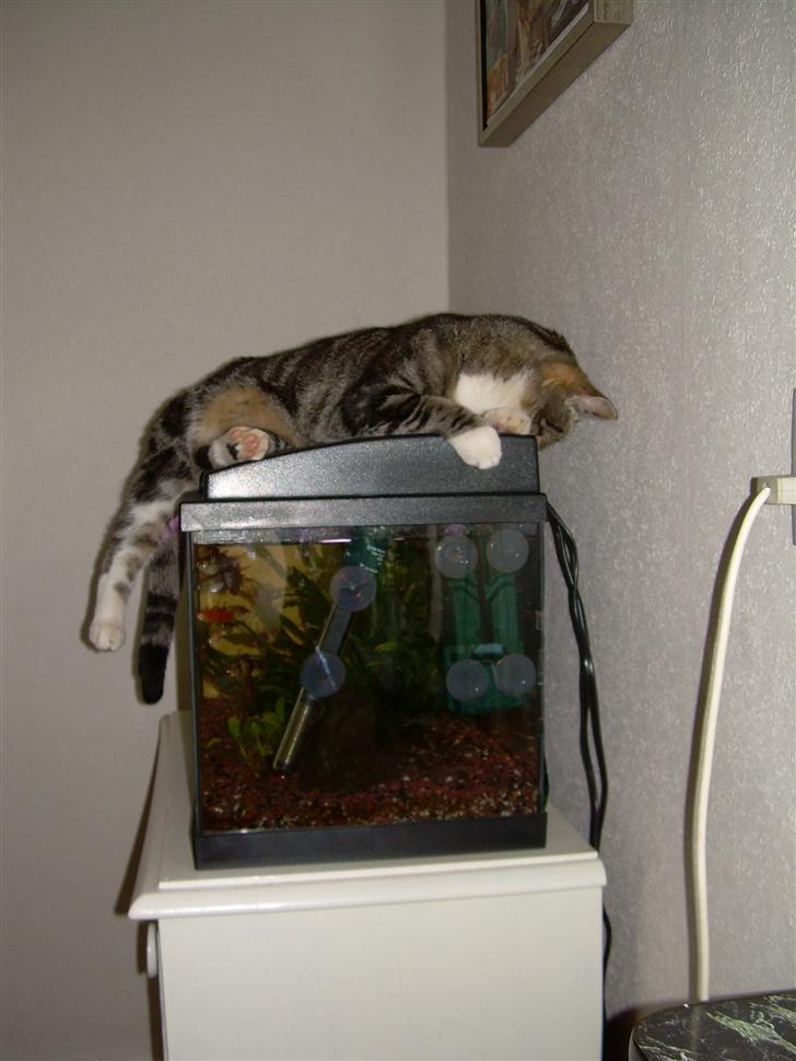 Huskat Gaby - Mums.. Fisk til forret... :D billede 11