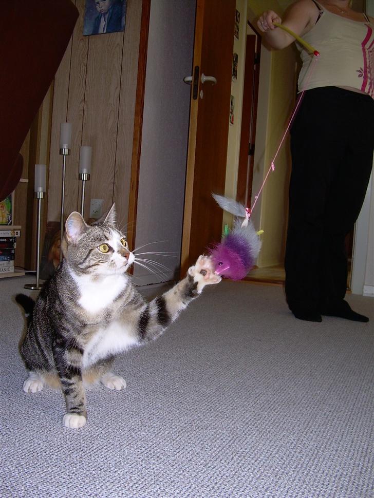 Huskat Gaby - Yes, jeg fik den.. billede 13