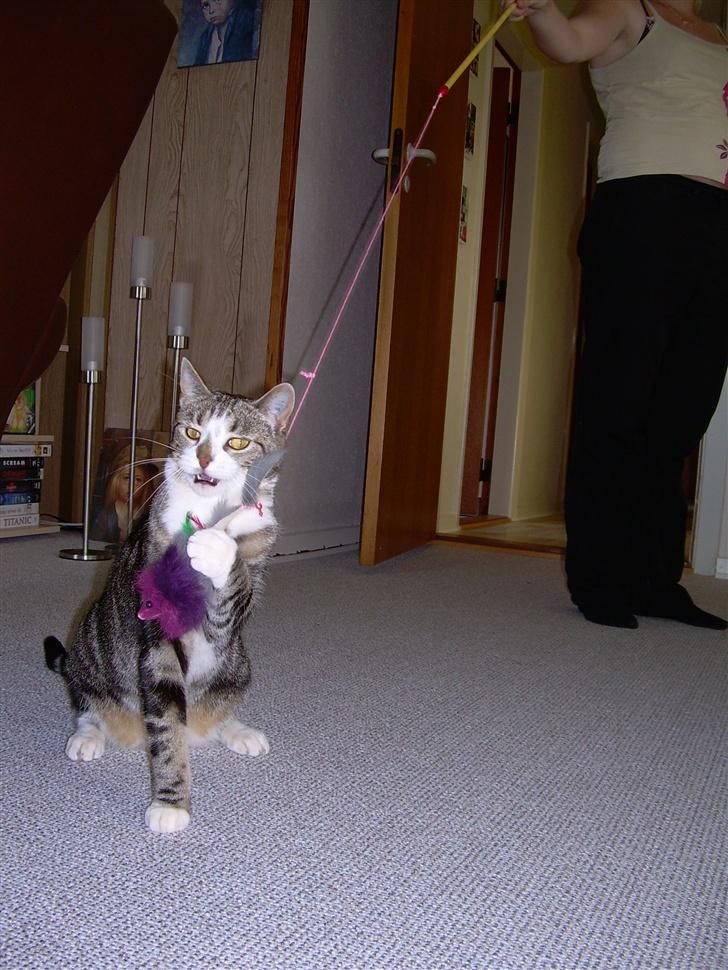 Huskat Gaby - Nu spiser jeg den!!!!!! billede 14