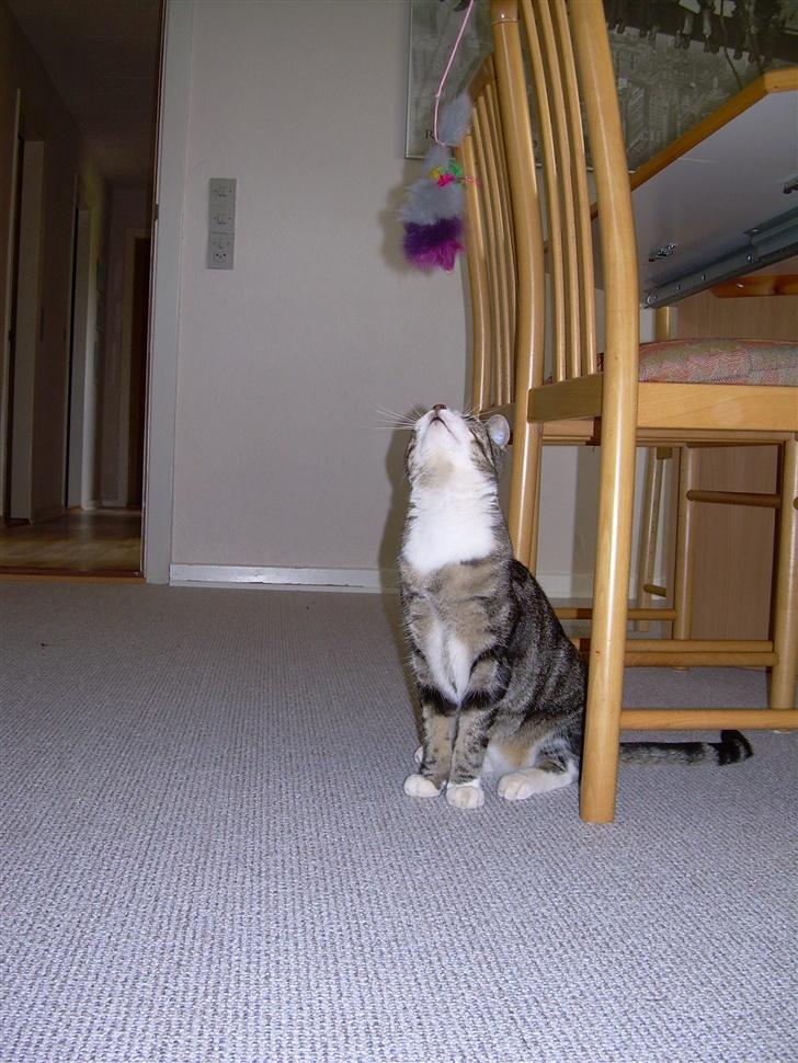 Huskat Gaby - Hvad er dog det??? billede 15