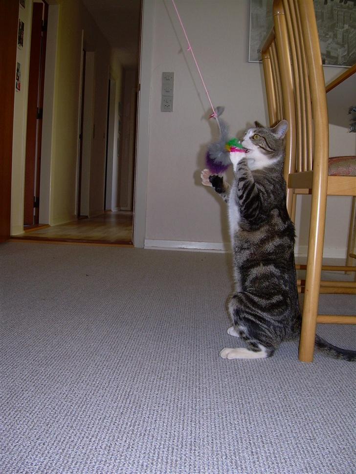 Huskat Gaby - Her sidder jeg.... Hehe... billede 16