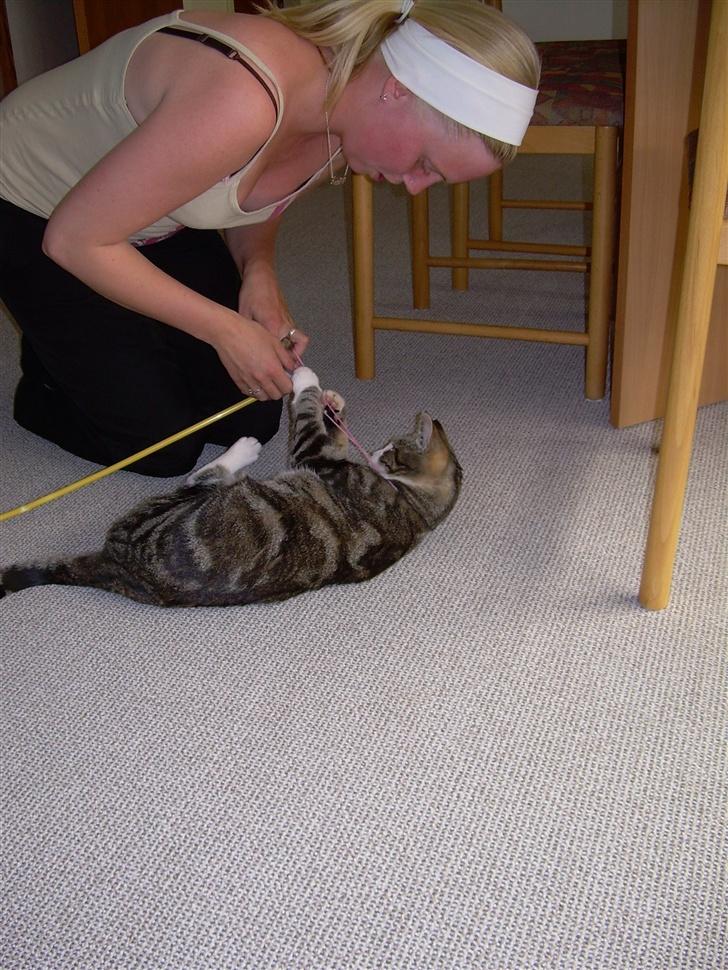 Huskat Gaby - Hjææælp MOOOAAAR..!!! Jeg er blevet filtret ind i "musen" billede 17