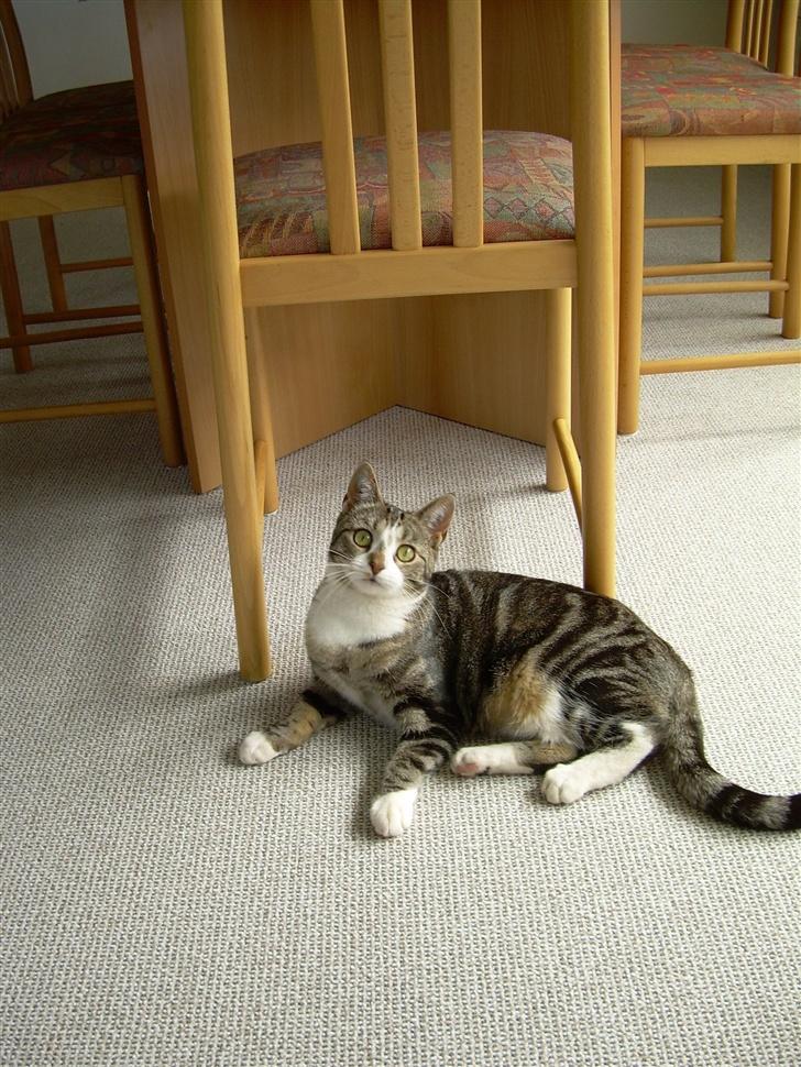 Huskat Gaby - MIG!!! :D billede 18