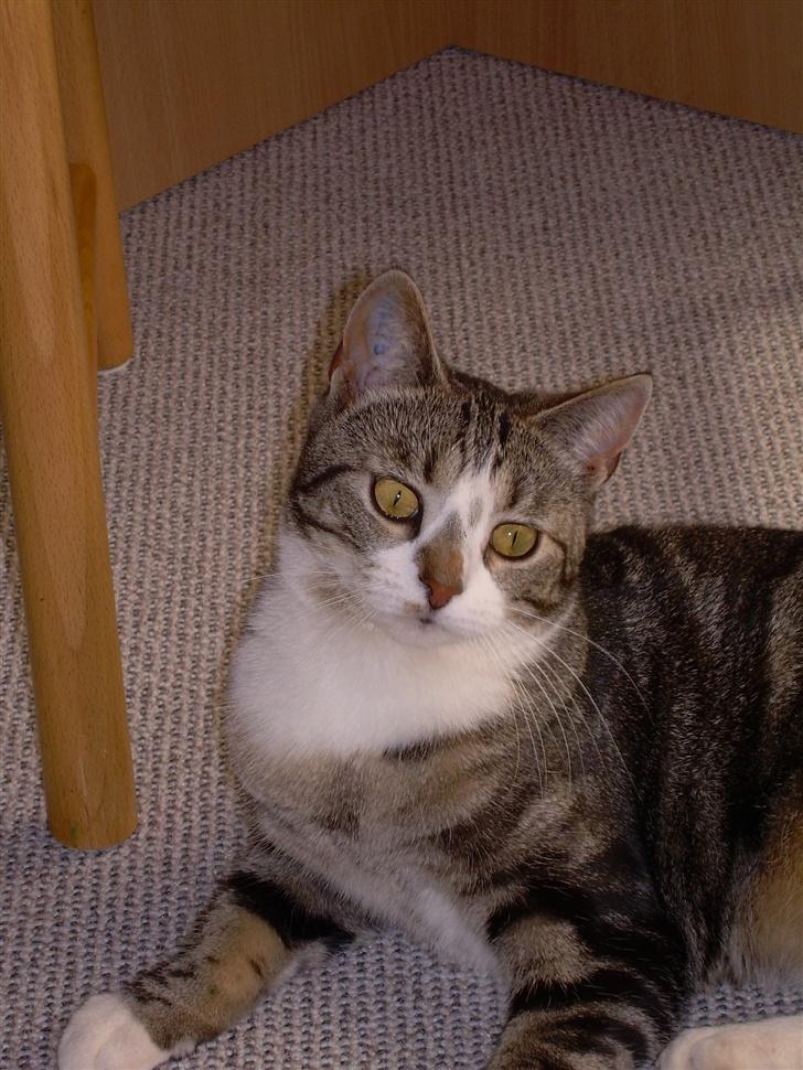 Huskat Gaby - Nu er jeg træt igen, det har været en laaang dag!! billede 19