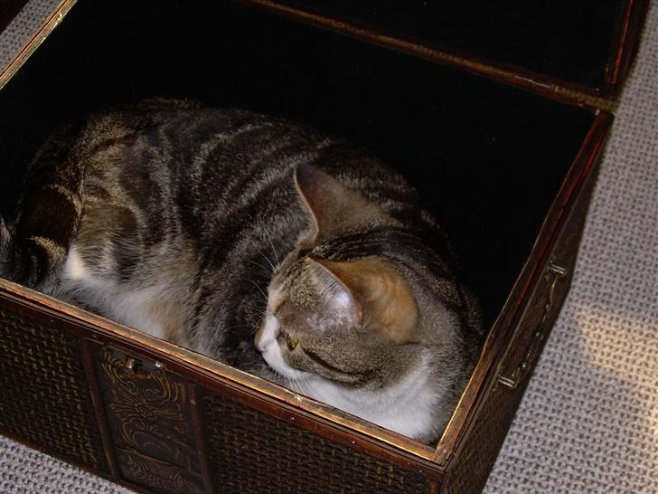 Huskat Gaby - Putte putte putte... :D billede 20