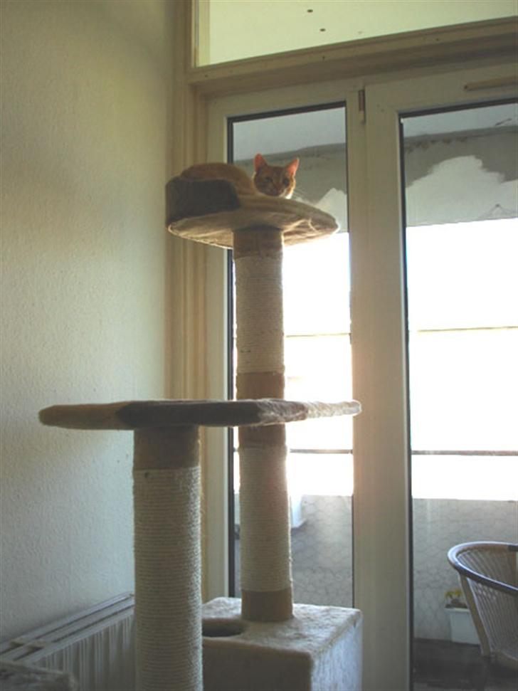 Huskat Sophie - Her er jeg dronning.. billede 8