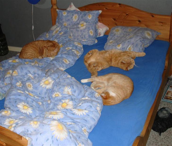 Huskat Sophie - Her har jeg besat mor og fars seng samen med mine brødre... billede 9