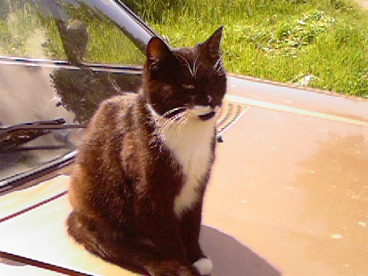 Blanding af racer Maggi  billede 10