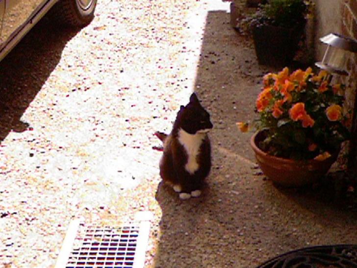 Blanding af racer Maggi  billede 11