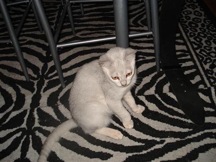 Burmilla Adela billede 6