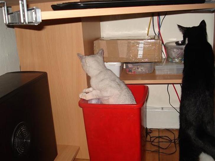 Burmilla Adela billede 7