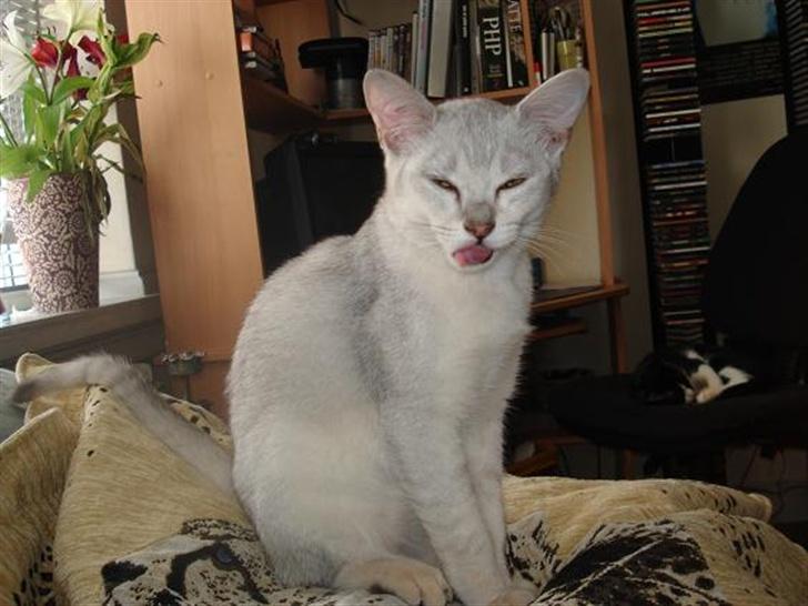 Burmilla Adela billede 8