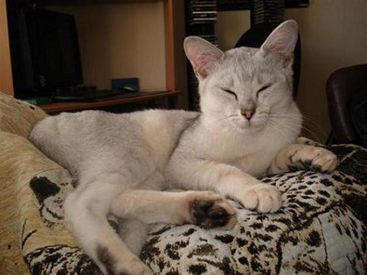 Burmilla Adela billede 9