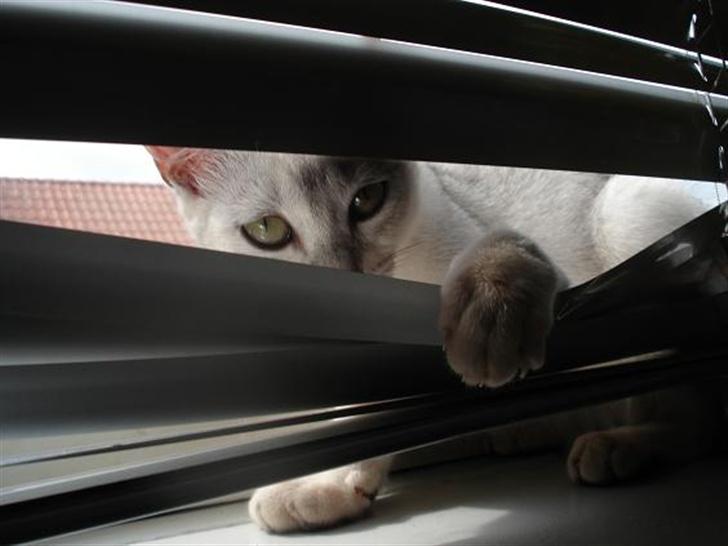 Burmilla Adela billede 10