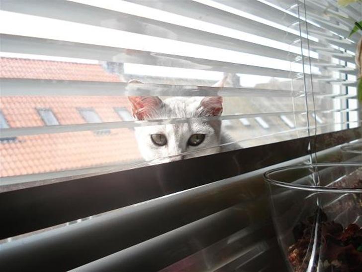 Burmilla Adela billede 11