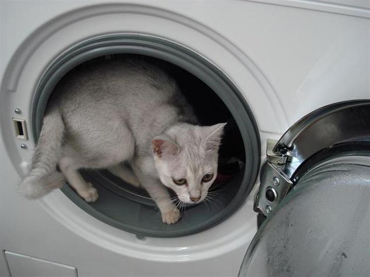 Burmilla Adela billede 13