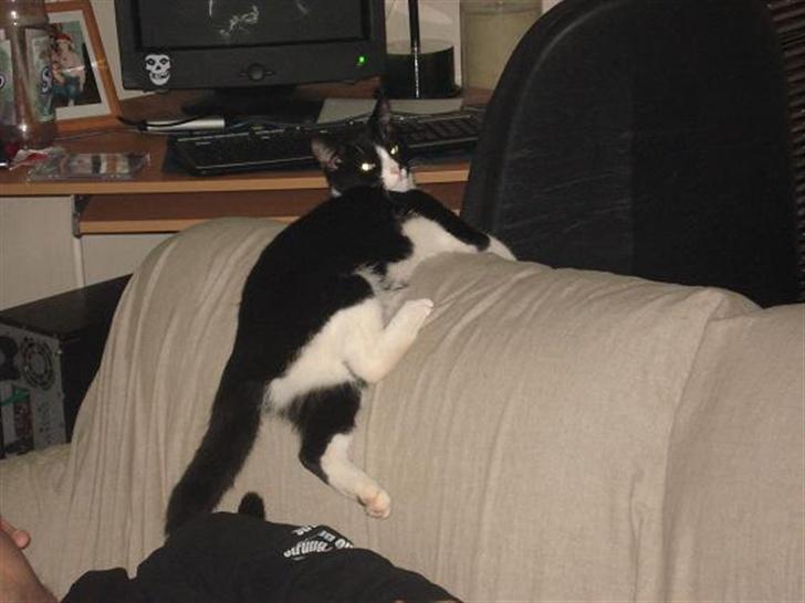 Huskat Miss Kitty - Man slænger sig.. billede 6