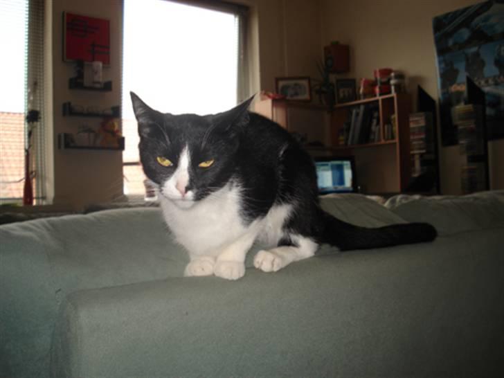 Huskat Miss Kitty - Kitty billede 7